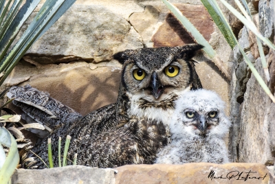 Athena Great Horned Owl 2025